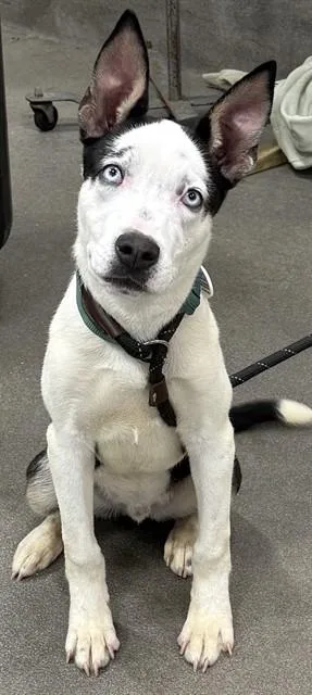 A young small-sized male Siberian Husky dog named Prince Giordauo for adoption in Upper Marlboro, MD