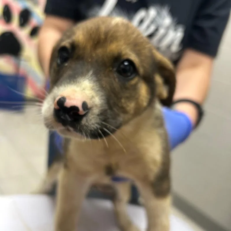 A baby small-sized male Brown / Chocolate Labrador Retriever dog named Brownie for adoption in Lufkin, TX