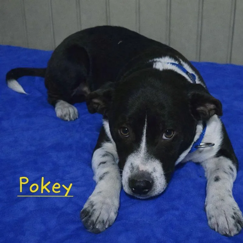 A young medium-sized male Black Pointer dog named Pokey for adoption in Wantagh, NY