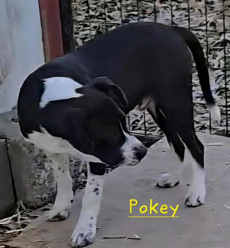 Pokey thumbnail 5