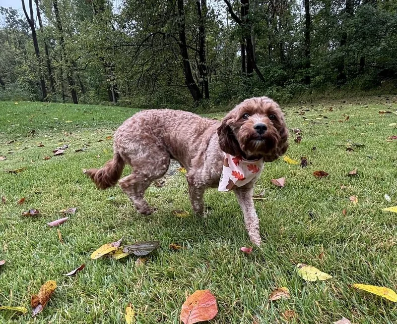 An adult medium-sized female Cavalier King Charles Spaniel dog named Sadie for adoption in East Greenville, PA