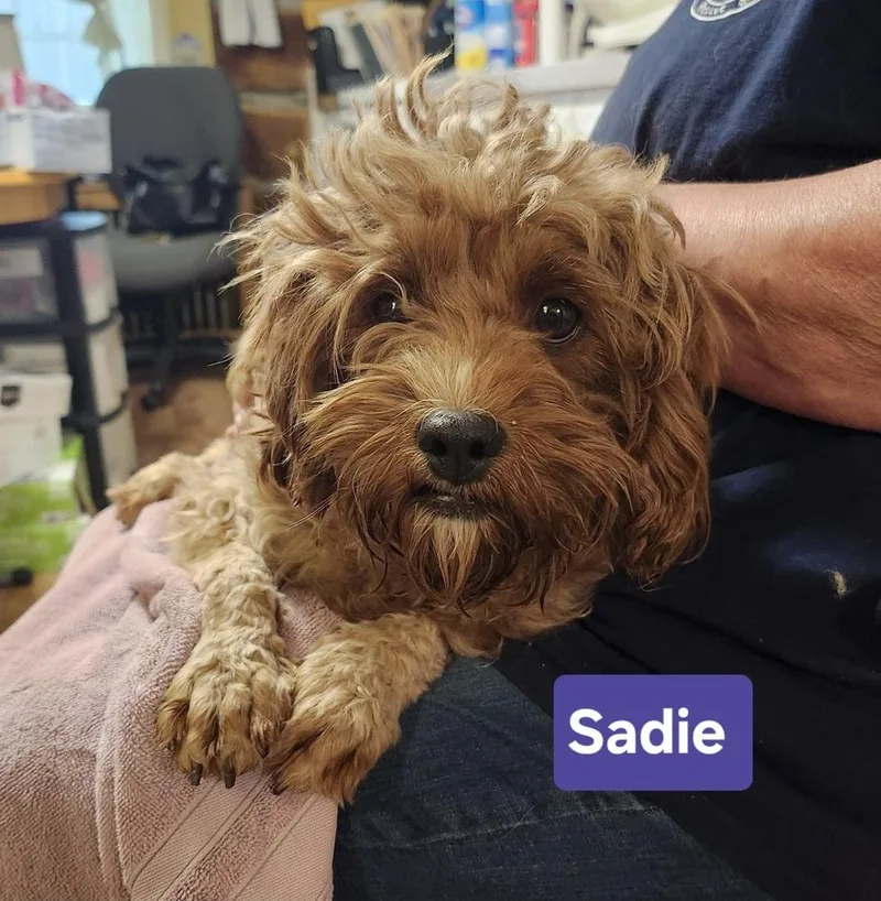 Sadie thumbnail 4