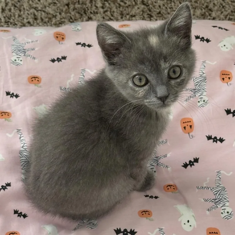 A baby small-sized female Tortoiseshell Domestic Short Hair cat named Teenie Weenie for adoption in Lynchburg, VA