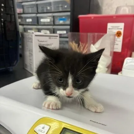 A baby small-sized female Black Domestic Short Hair cat named Phoebe for adoption in Los Angeles, CA