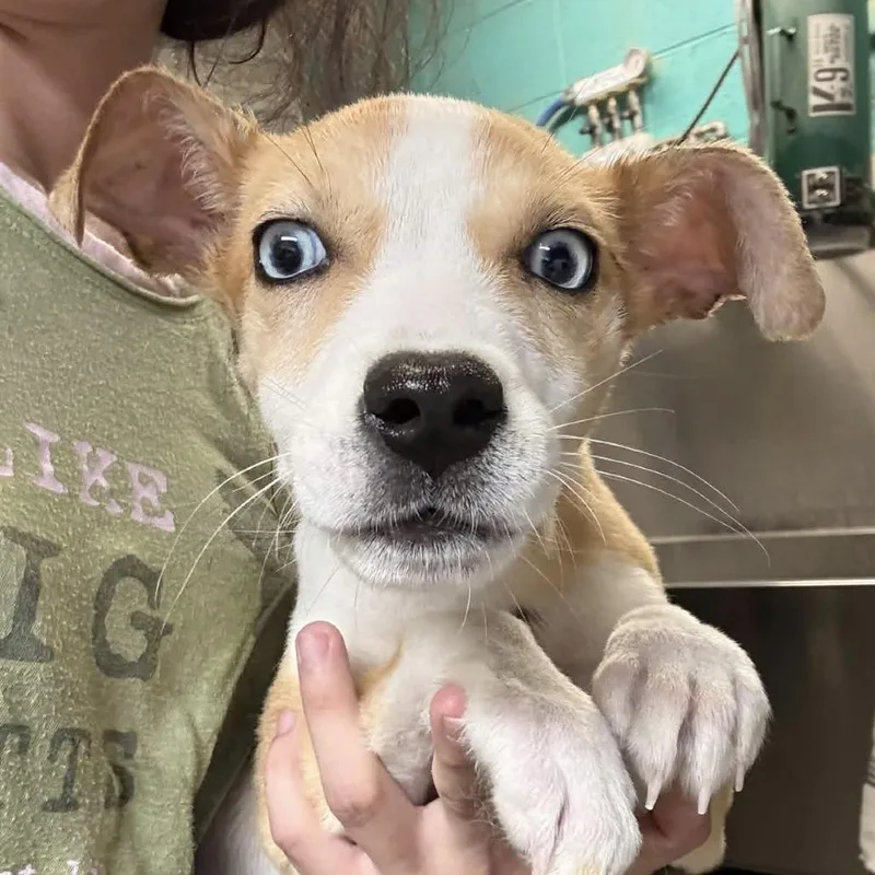A baby small-sized female Yellow / Tan / Blond / Fawn Mixed Breed dog named Trudie for adoption in Fairfax Station, VA