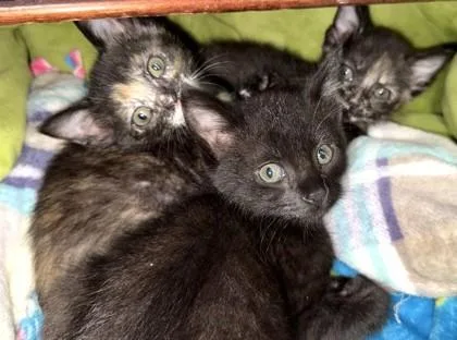A baby small-sized female Domestic Short Hair cat named Cordelia for adoption in Madison, NJ