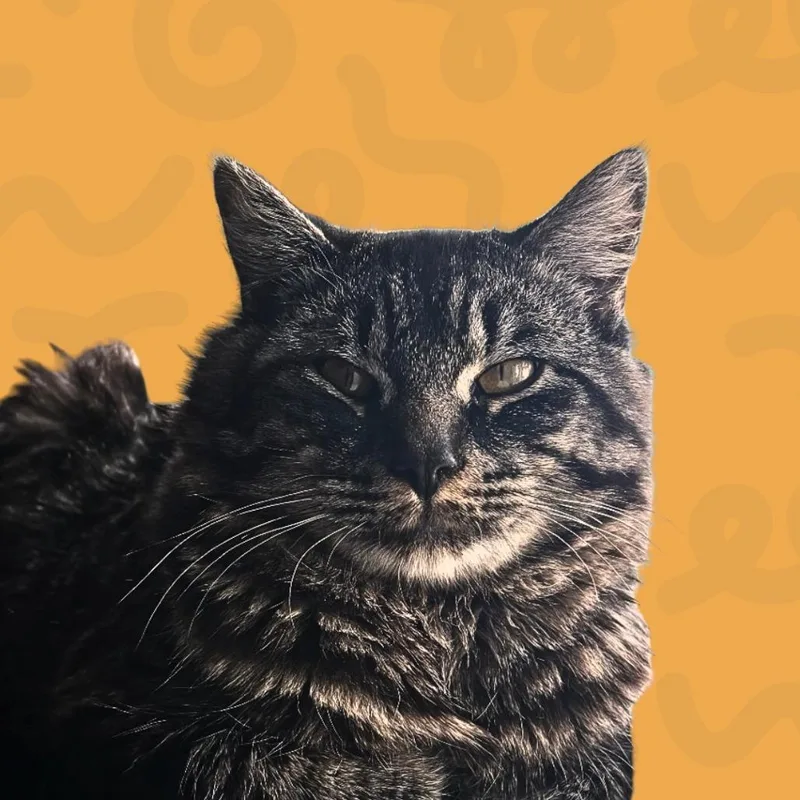 An adult medium-sized male Gray / Blue / Silver American Shorthair cat named Skippy for adoption in Reno, NV