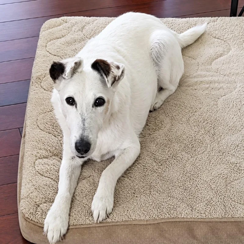A senior small-sized male White / Cream Fox Terrier dog named Becket for adoption in Rochester, MN