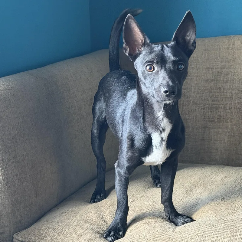 A young small-sized male Chihuahua dog named Herbert for adoption in Fort Collins, CO