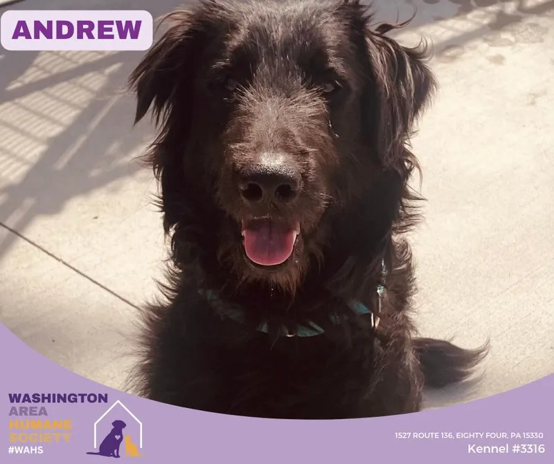 A young medium-sized male Black Black Labrador Retriever dog named Andrew for adoption in Eighty Four, PA