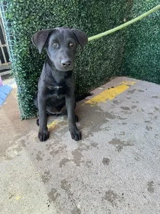 A baby small-sized female Black Shepherd dog named 61384780 for adoption in El Paso, TX
