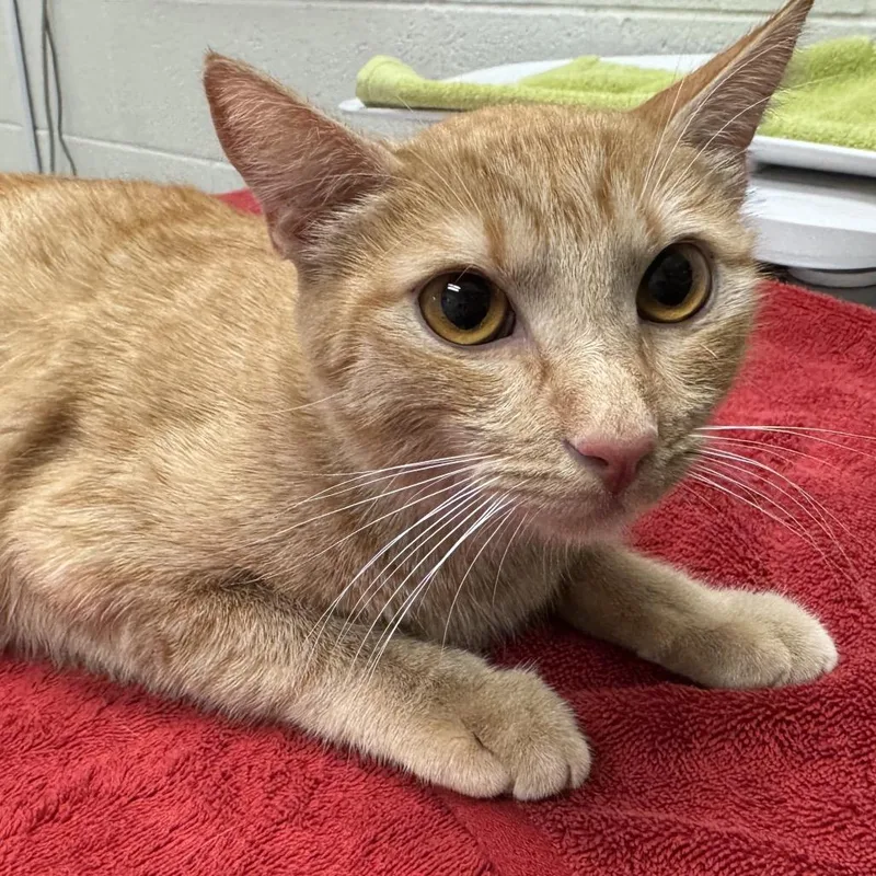 A young medium-sized female Orange / Red Domestic Short Hair cat named Rose for adoption in Murray, UT