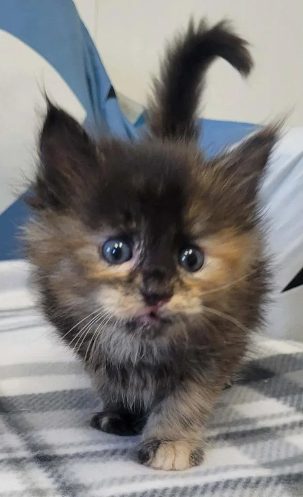 A baby medium-sized female Domestic Long Hair cat named Splat for adoption in Republic, MO