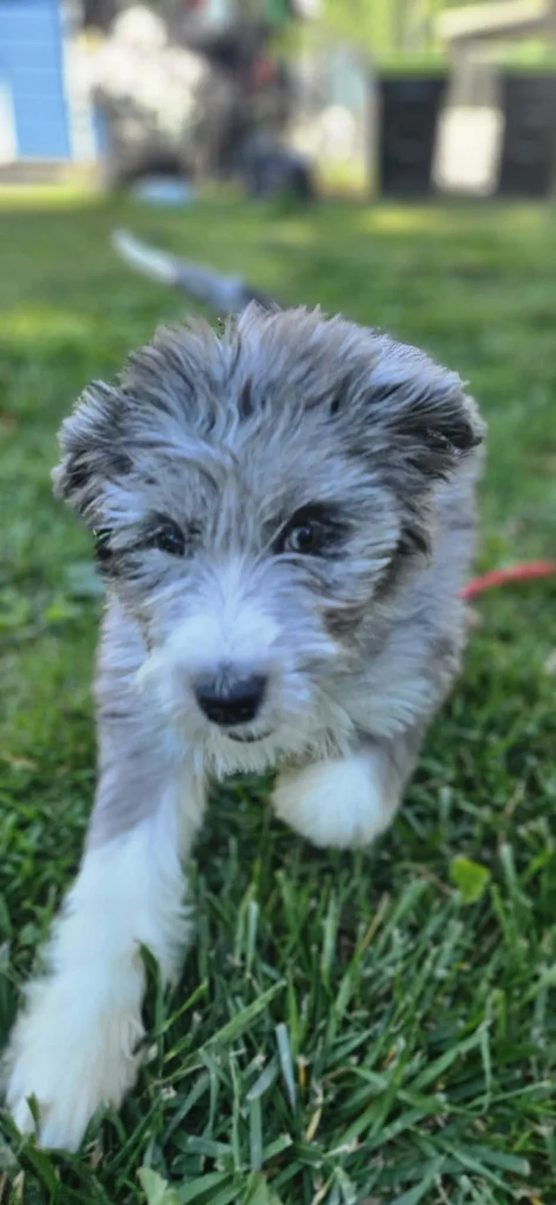 Teddy Springfield thumbnail 2