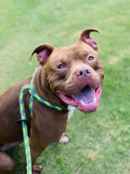 Harrison thumbnail 2