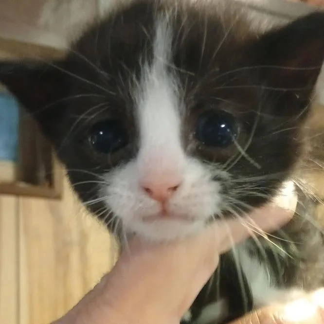A baby small-sized male Black Domestic Short Hair cat named George for adoption in Grand Rapids, MN