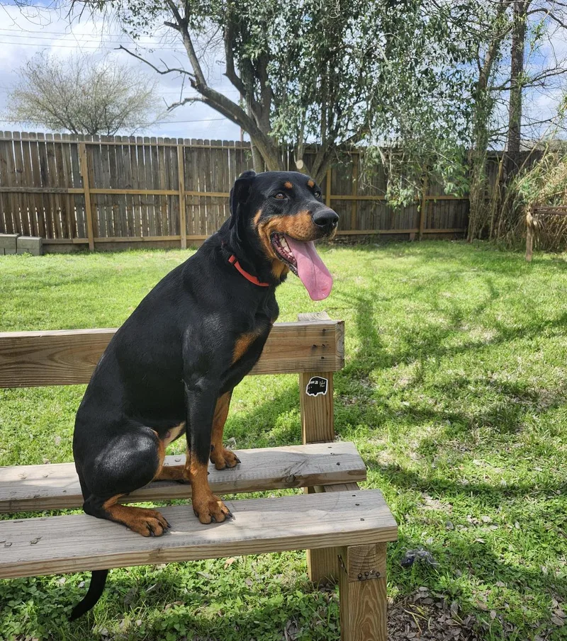 Sugar Sugar thumbnail 2