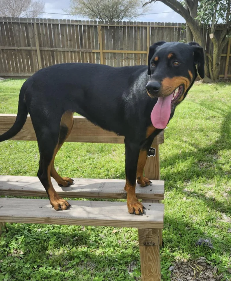 Sugar Sugar thumbnail 3