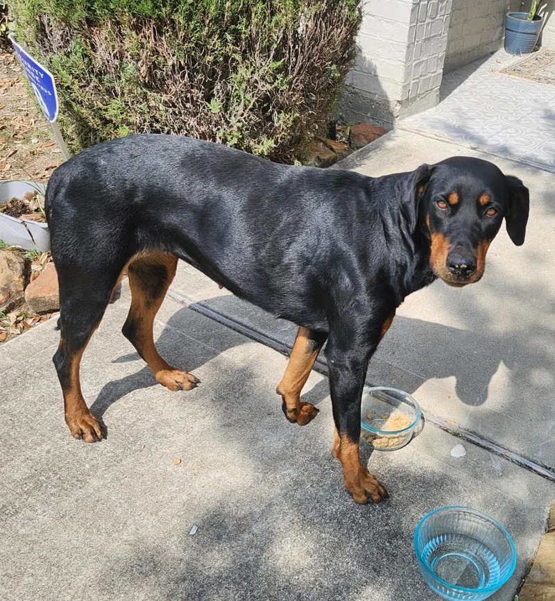 Sugar Sugar thumbnail 4