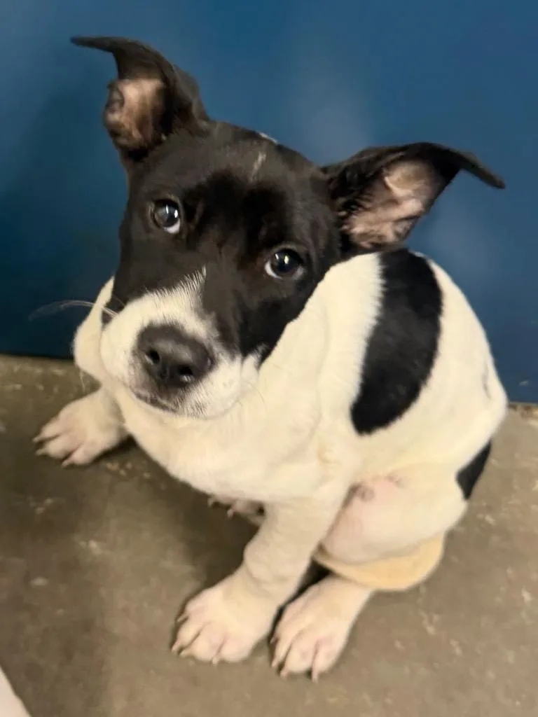 A baby small-sized female Mixed Breed dog named SnoCone for adoption in Henderson, NC