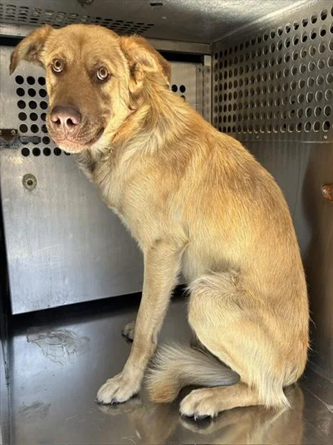 A young large-sized male Labrador Retriever dog named Wheels for adoption in Phoenix, AZ