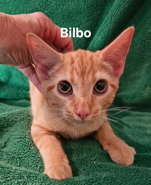 A baby medium-sized male Domestic Short Hair cat named Bilbo for adoption in Zimmerman, MN