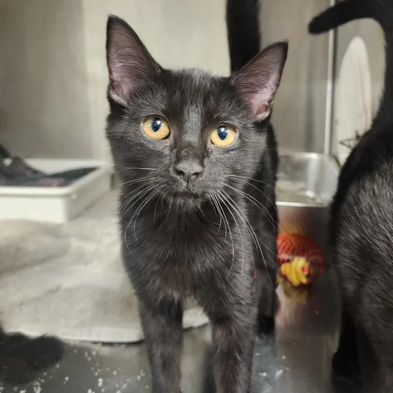 A baby small-sized female Black Domestic Short Hair cat named Morta for adoption in Evensville, TN