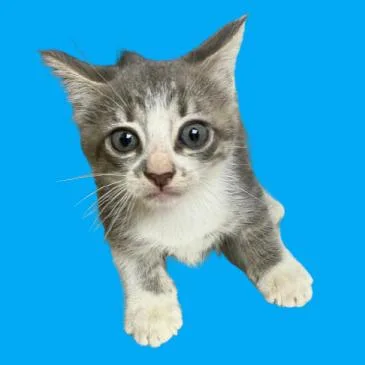 Spring Roll thumbnail 2