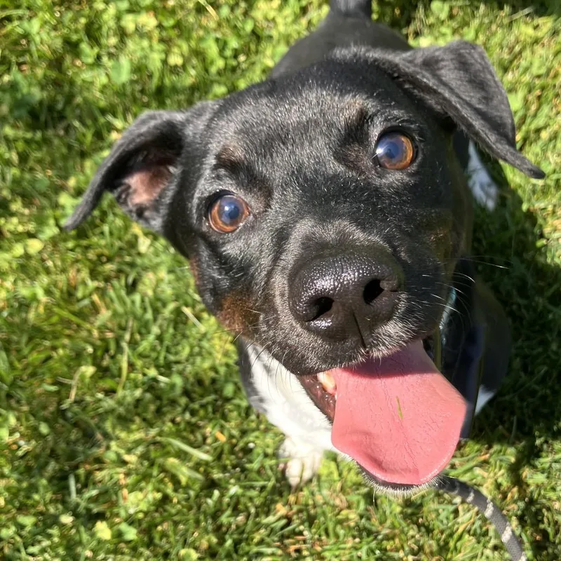 An adult small-sized male Black Mixed Breed dog named Buster for adoption in Marshall, VA