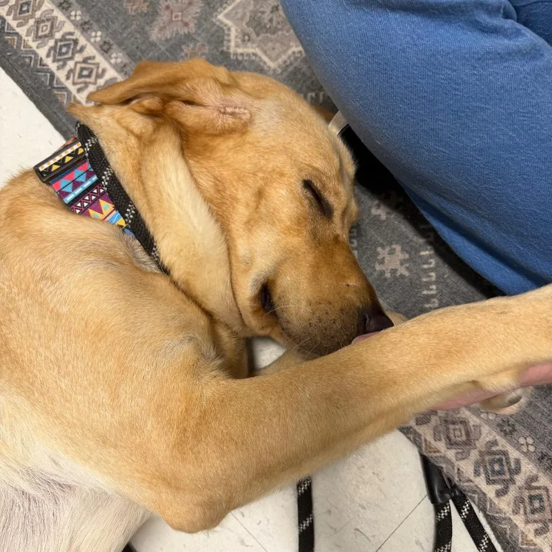An adult medium-sized female Yellow / Tan / Blond / Fawn Yellow Labrador Retriever dog named Sunny for adoption in Marshall, VA