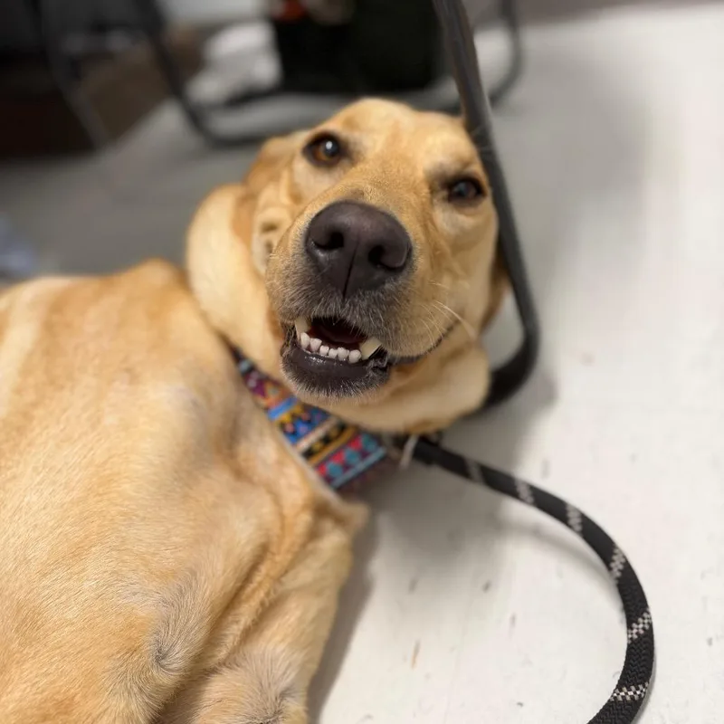 Sunny thumbnail 3