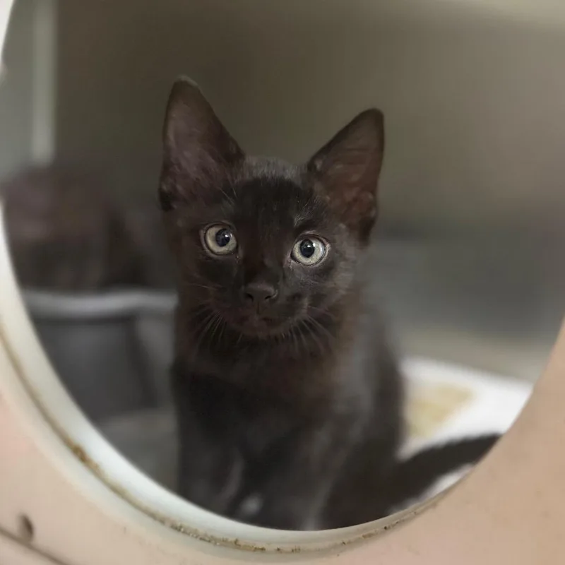 A baby small-sized female Domestic Short Hair cat named Penelope for adoption in Starkville, MS