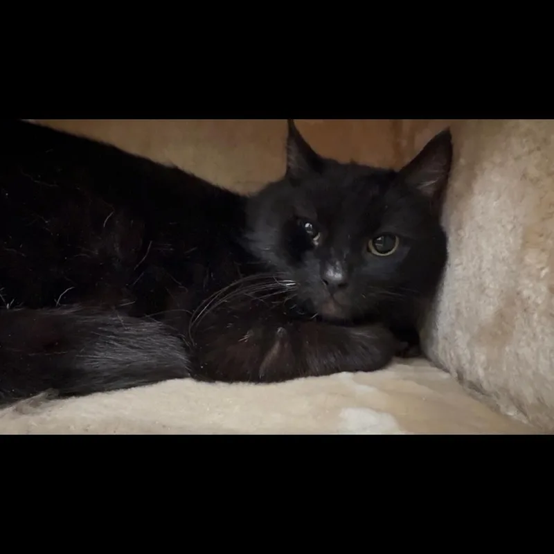 A young medium-sized female Black Domestic Short Hair cat named St. Patricia for adoption in Newark, DE