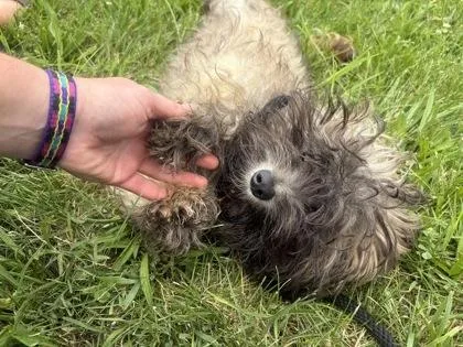A baby small-sized male Bicolor Mixed Breed dog named Scoobie for adoption in Mishawaka, IN