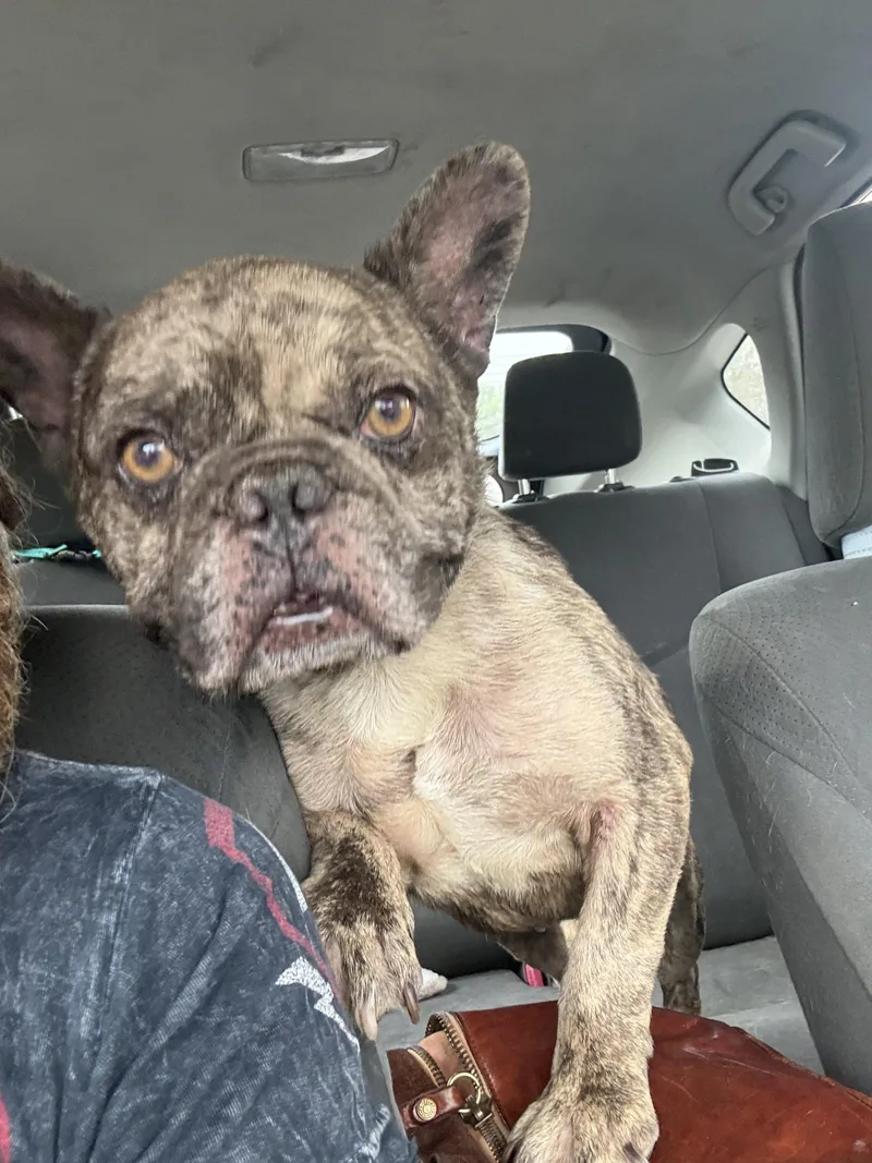 An adult medium-sized male French Bulldog dog named Baja for adoption in Mesa, AZ