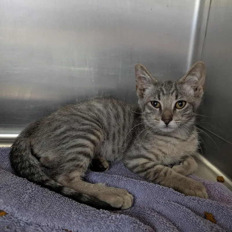 A baby small-sized male Gray / Blue / Silver Domestic Short Hair cat named Gilligan for adoption in Independence, KS