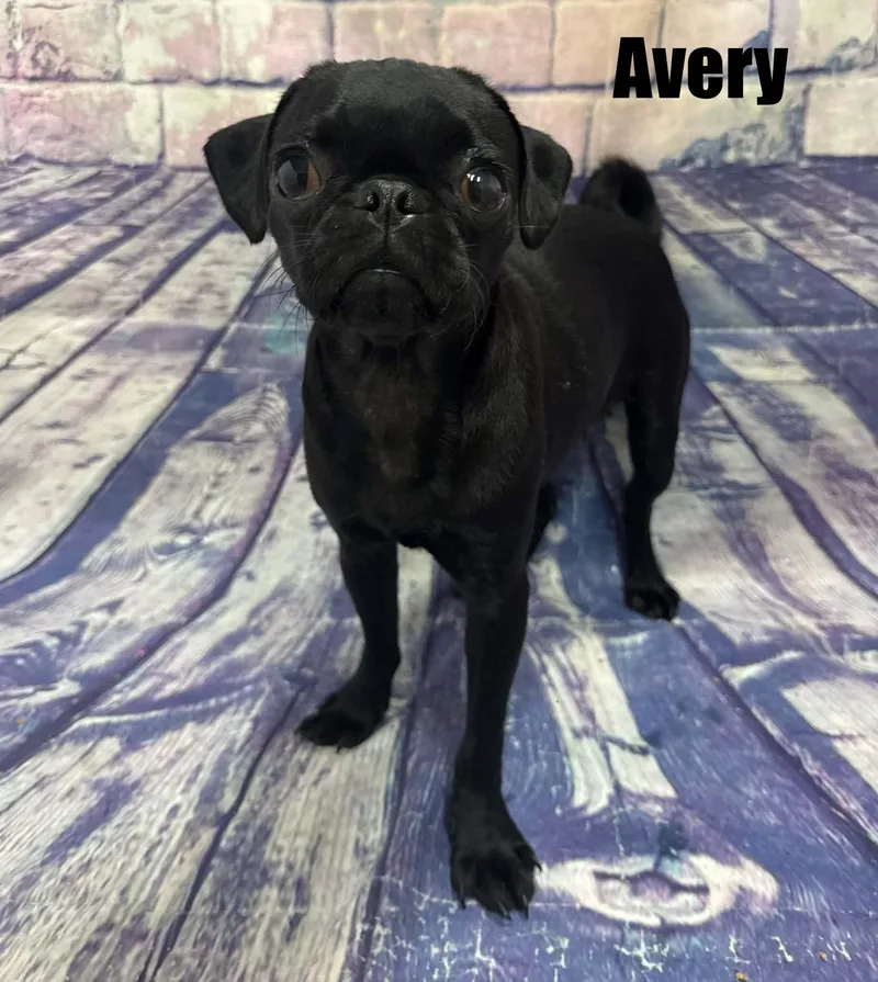 A young small-sized female Pug dog named Avery for adoption in Quincy, MI