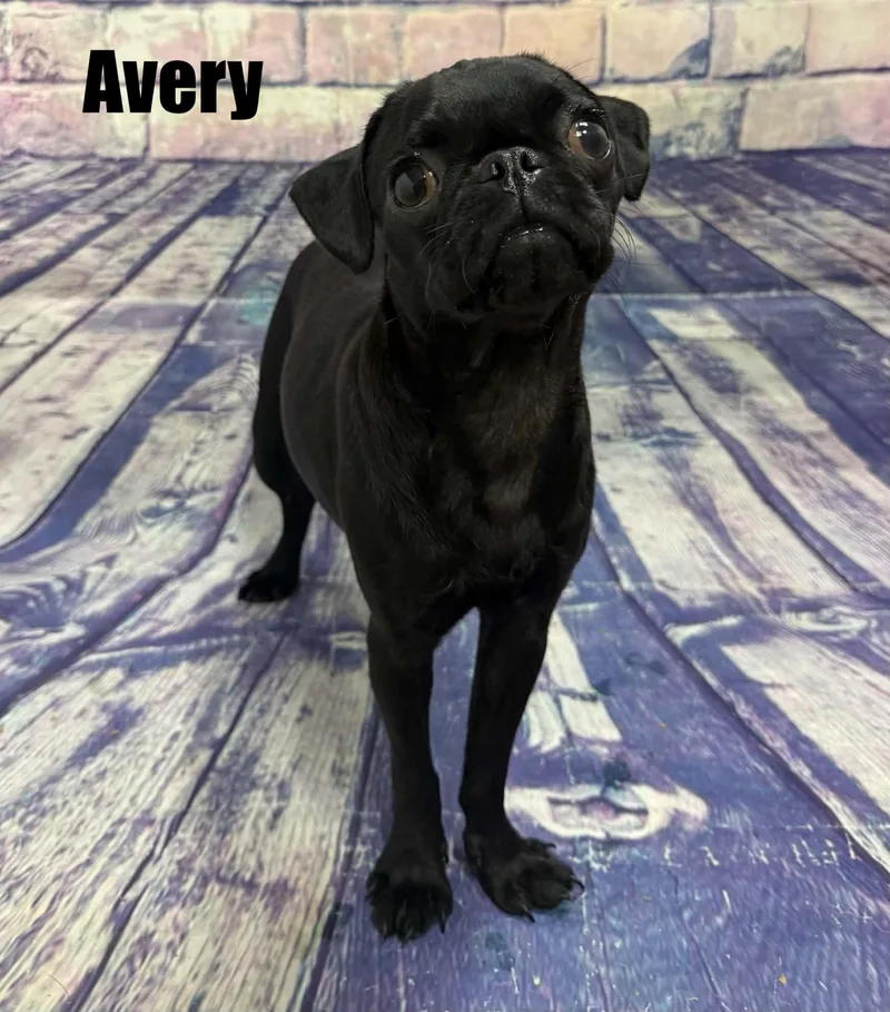 Avery thumbnail 2