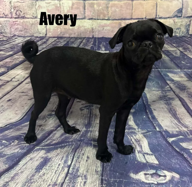 Avery thumbnail 3