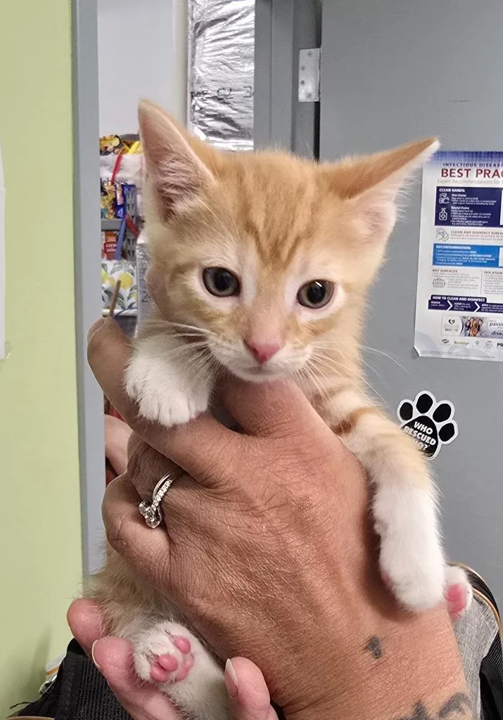 A baby small-sized male Domestic Short Hair cat named Hashbrown for adoption in Auburn, IN