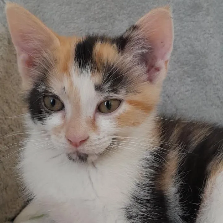 A baby small-sized female Calico Domestic Short Hair cat named Kiri for adoption in Newport News, VA