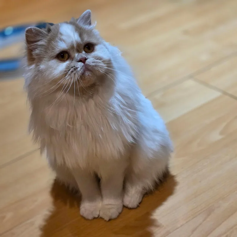 A young medium-sized female Scottish Fold cat named Susan for adoption in Broomall, PA
