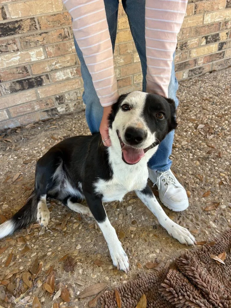 An adult medium-sized female Black Border Collie dog named Yuka for adoption in Tyler, TX