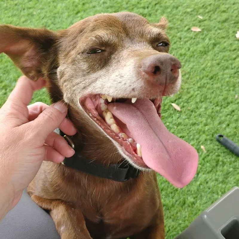 A senior small-sized female Brown / Chocolate Chihuahua dog named Jackie for adoption in Austin, TX