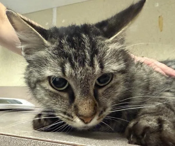 An adult small-sized female Domestic Long Hair cat named Neytiri for adoption in Salisbury, MD