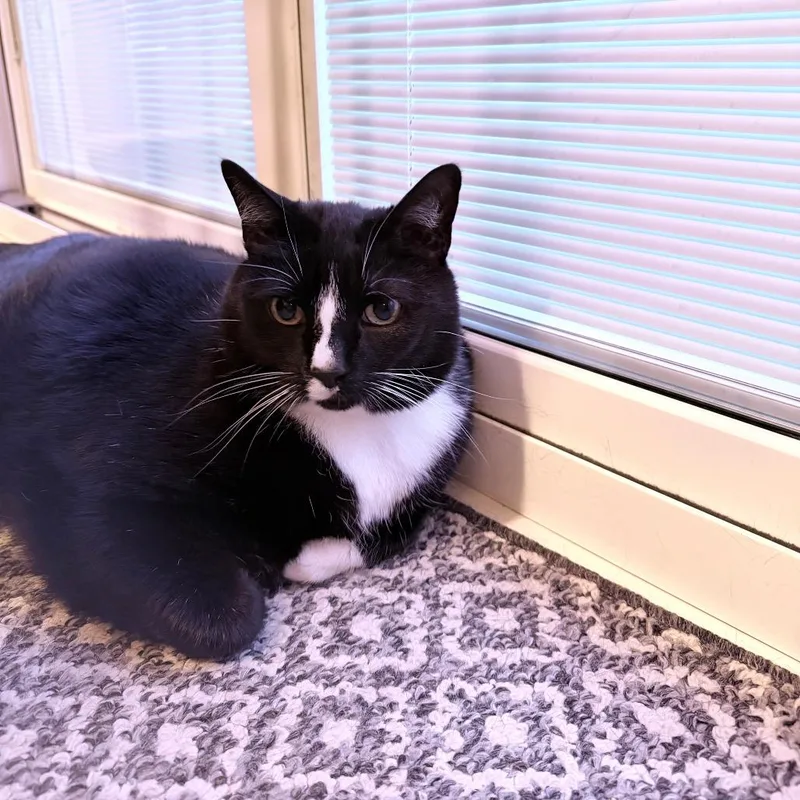A senior small-sized male Black Domestic Short Hair cat named Groot for adoption in Lynchburg, VA