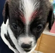 A baby small-sized female Mixed Breed dog named Linguine for adoption in Lawrenceville, GA