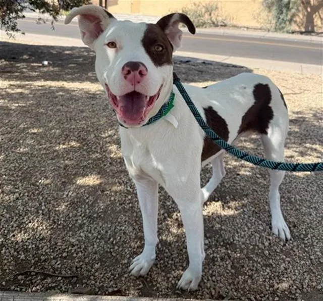 A young large-sized male Pit Bull Terrier dog named Tito for adoption in Phoenix, AZ