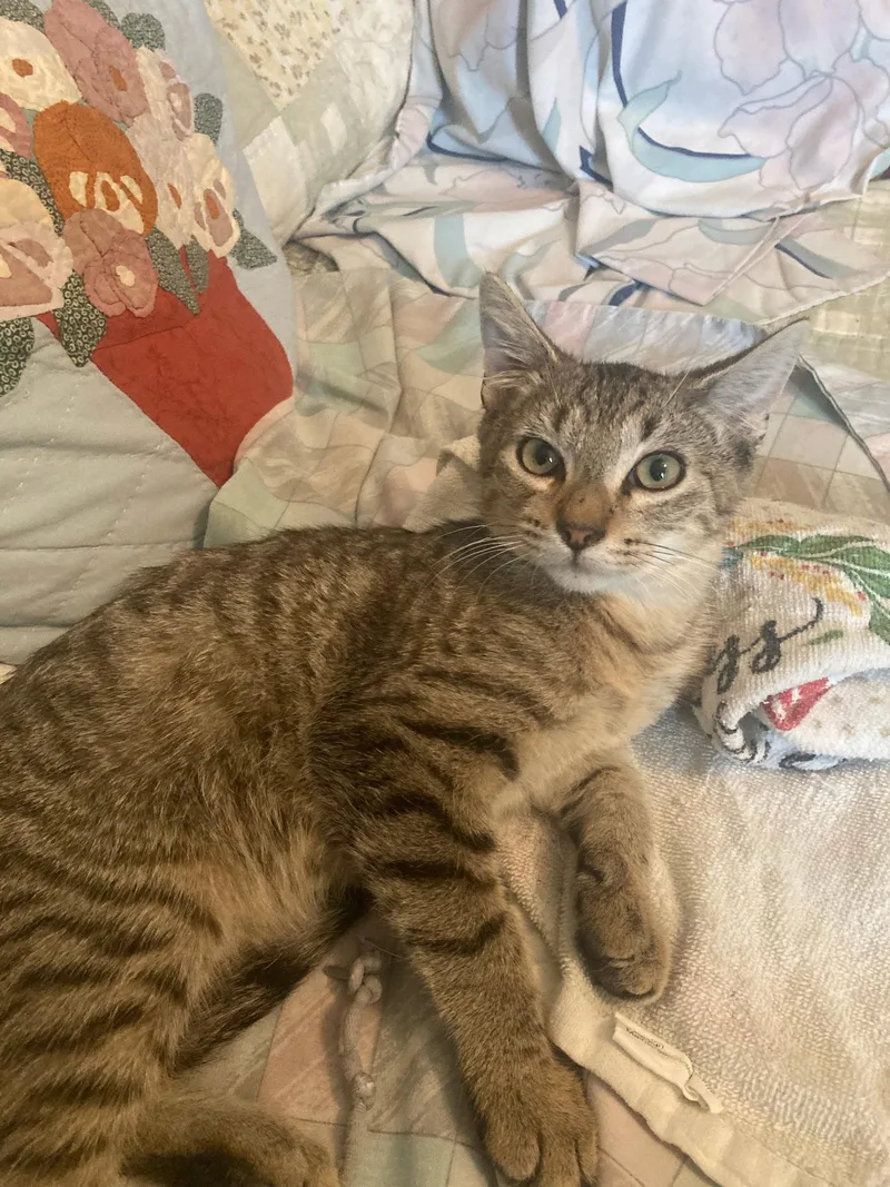 A young medium-sized male Domestic Short Hair cat named Epsom for adoption in Satellite Beach, FL