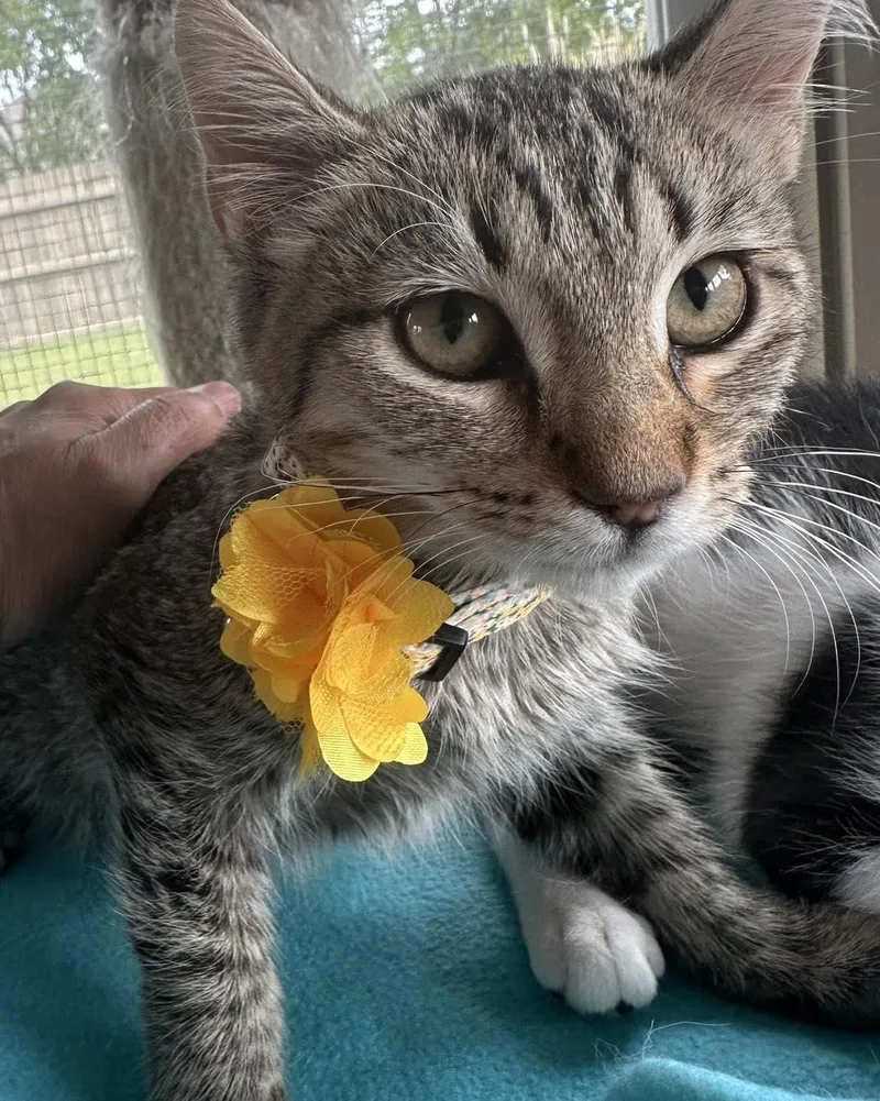 Maserati thumbnail 2